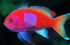 Squareback anthias