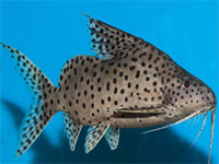 SynodontisAcanthomias