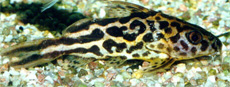 SynodontisFlavitaeniatus