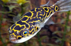 Tetradon Puffer Fish