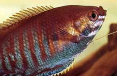 ThickLippedGourami