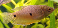 ThreeSpotGourami 