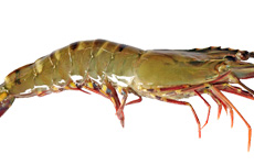 Tiger prawn