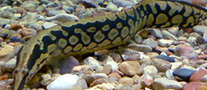 Tire Track Eel