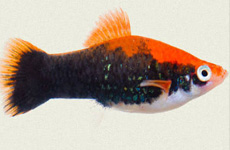 Tuxedo Swordtail