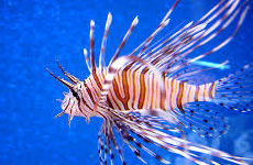 Volitan lionfish