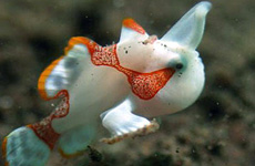Wartskin frogfish