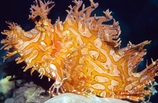 Weedy scorpionfish