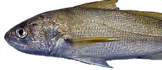 White Croaker