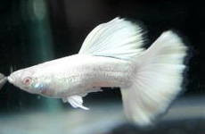 White Guppy