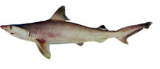 White cheeked shark/