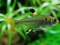 X-ray Tetra