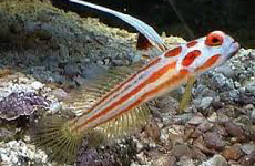 Yasha goby