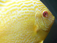 Yellow Discus