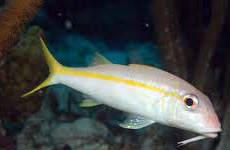 Yellow back goatfish