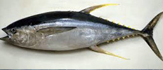 Yellowfin tuna