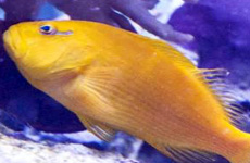 Yellow hawkfish