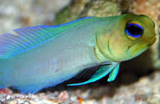 Yellowhead jawfish