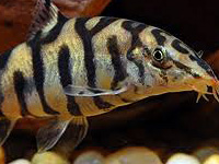 Yo yo Loach