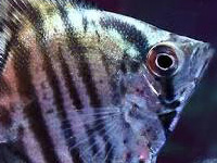 Zebra Angelfish