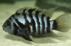 Zebra Cichlid