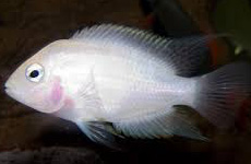 Zebra Cichlid White