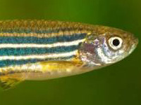 Zebra Danio Blue