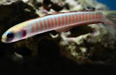 Zebra barred dartfish