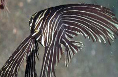 Zebrabatfish