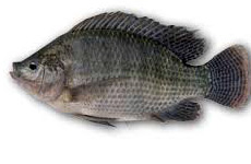 Tilapia