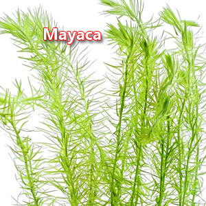 Mayaca