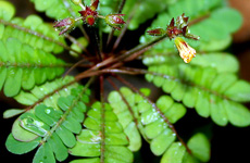 ALAMBUSABiophytumcolleanum