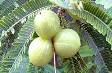 AMALAKI Phyllanthus emblica Linn
