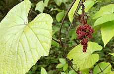 AMLAVETASAH Ampelocissus latifolia