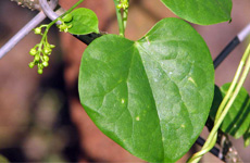 AMRTA Menispermum cordifolium Willd