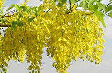 ARAGVADHAH Cassia fistula Linn