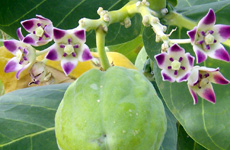 ARKAH Calotropis gigantea