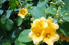 Atibala