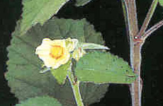 Sida cordifolia Linn