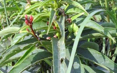 BHARNGI Clerodendrum indicum