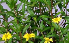 BHRNGARAJAH Wedelia calendulacea