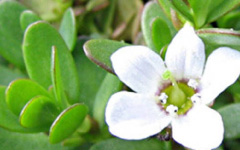 BRAHMI Bacopa rnonnieri