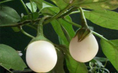 BRHATISolanum melongena Linn