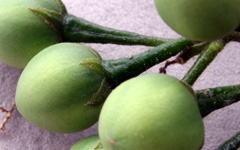 BRHATISolanum violaceum Ortega