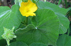 BalaAbutilon indicum