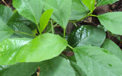 DANTIBaliospermum solanifolium