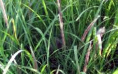 DARBHAH Desmostachya bipinnata