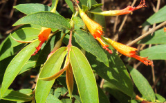 DHATAKI Woodfordia floribunda Salisb