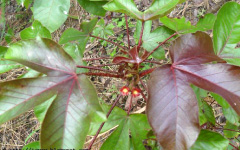 DRAVANTIJatropha gossypifolia Linn