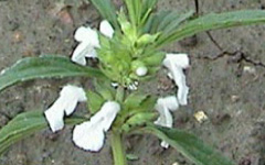 DRONAPUSPILeucas aspera